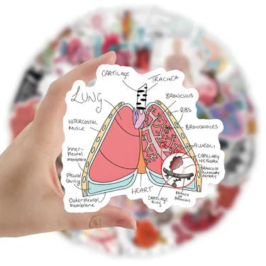 100PCS Waterproof Anatomy Stickers, Human Body Organ Decals for Medical Students,