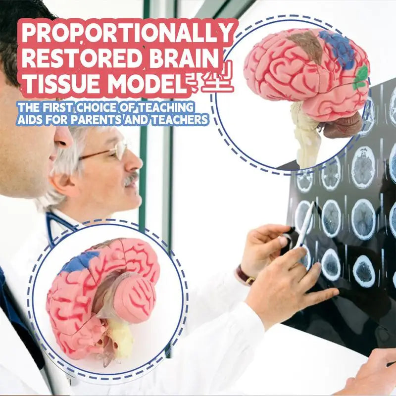 4D Human Anatomical Brain Model Anatomy Medical Teaching Tool