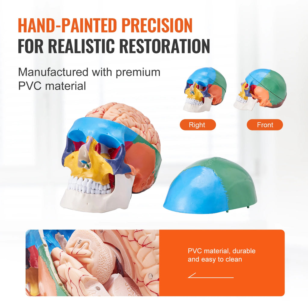 Human Skull Model PVC Detachable Life-Size Painted Anatomy Skull Model for Professional Teaching Researching and Learning