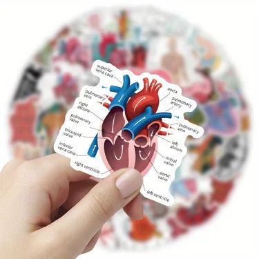 100PCS Waterproof Anatomy Stickers, Human Body Organ Decals for Medical Students,