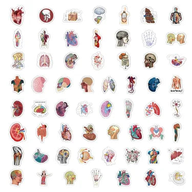 100PCS Waterproof Anatomy Stickers, Human Body Organ Decals for Medical Students,