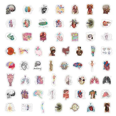 100PCS Waterproof Anatomy Stickers, Human Body Organ Decals for Medical Students,