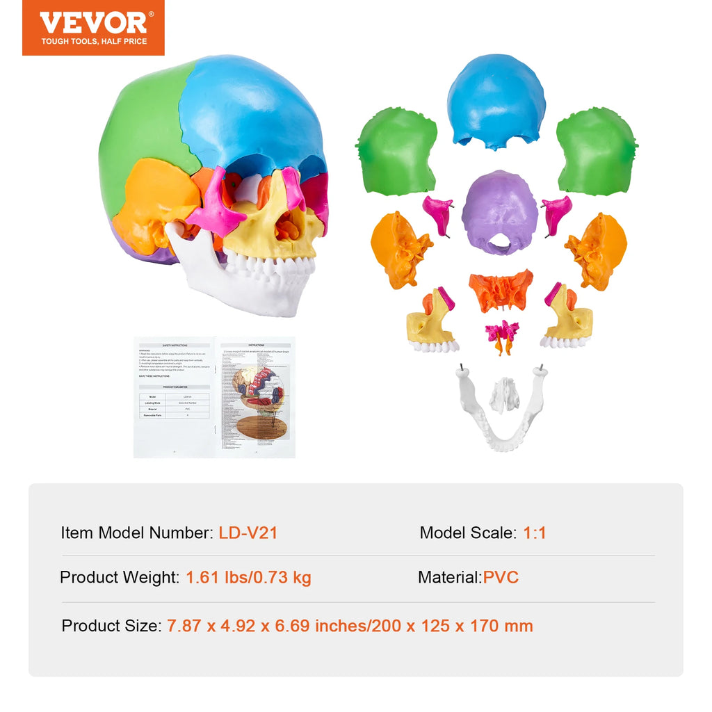 Human Skull Model PVC Detachable Life-Size Painted Anatomy Skull Model for Professional Teaching Researching and Learning