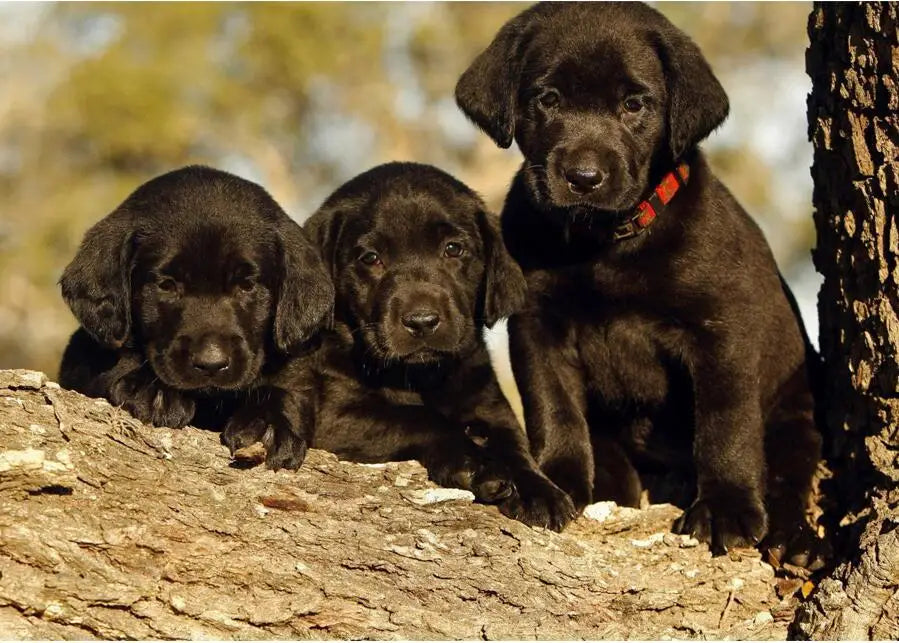 5D DIY Diamond Painting Labrador Picture Cross Stitch Needlework Embroidery Dog Full Diamond mosaic Rhinestone painting Decor
