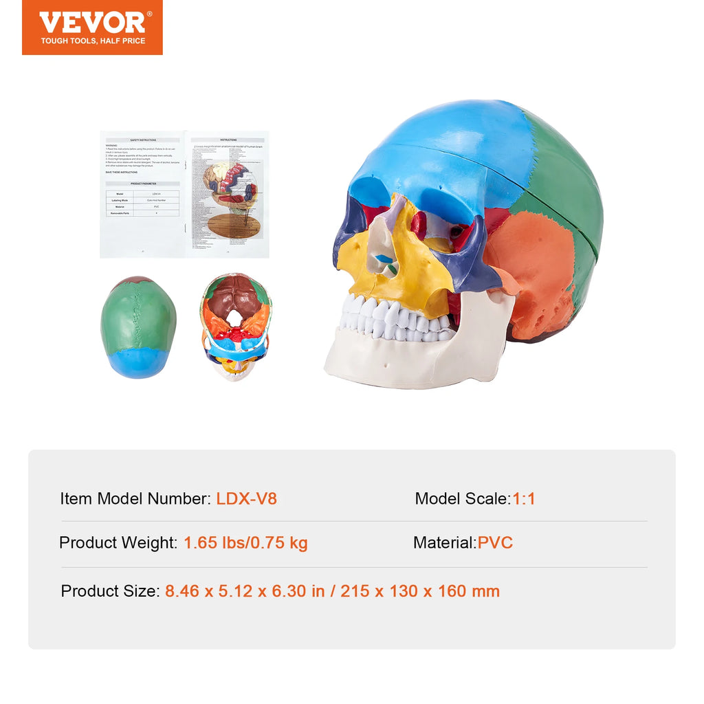 Human Skull Model PVC Detachable Life-Size Painted Anatomy Skull Model for Professional Teaching Researching and Learning