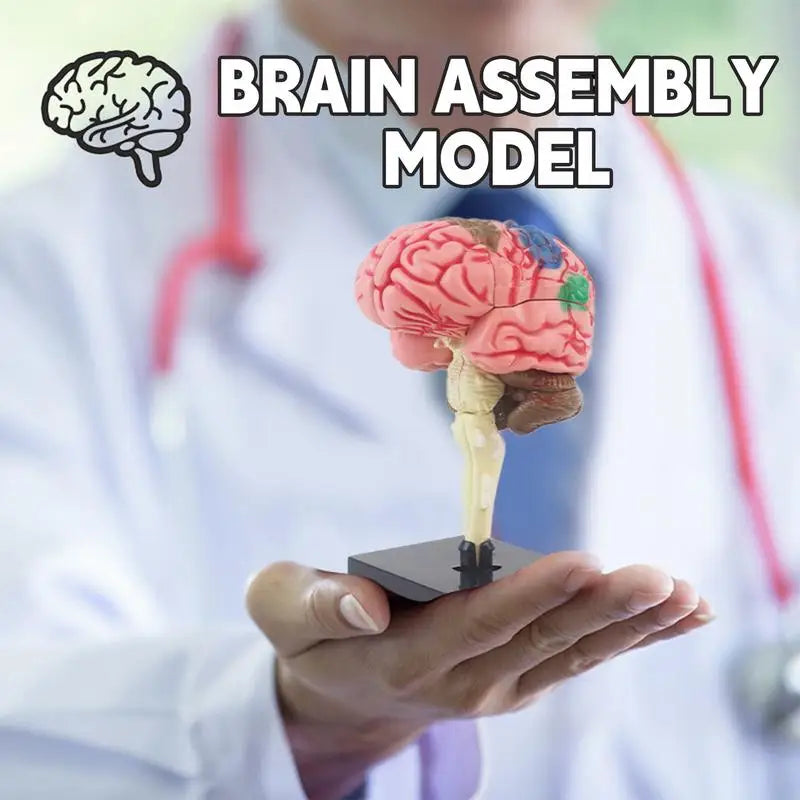 4D Human Anatomical Brain Model Anatomy Medical Teaching Tool
