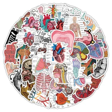 100PCS Waterproof Anatomy Stickers, Human Body Organ Decals for Medical Students,