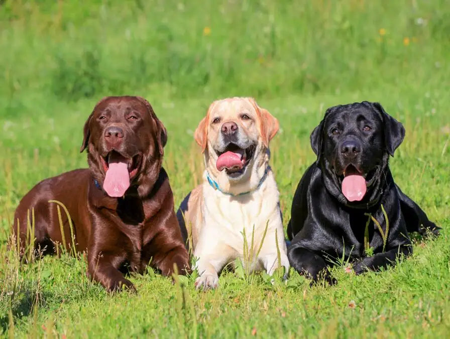 5D DIY Diamond Painting Labrador Picture Cross Stitch Needlework Embroidery Dog Full Diamond mosaic Rhinestone painting Decor