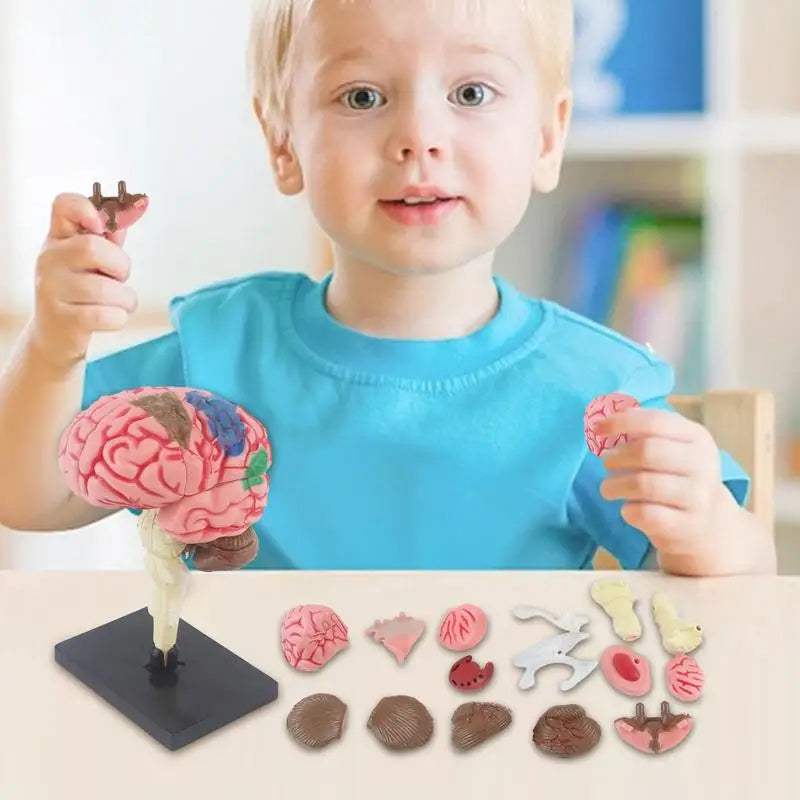 4D Human Anatomical Brain Model Anatomy Medical Teaching Tool
