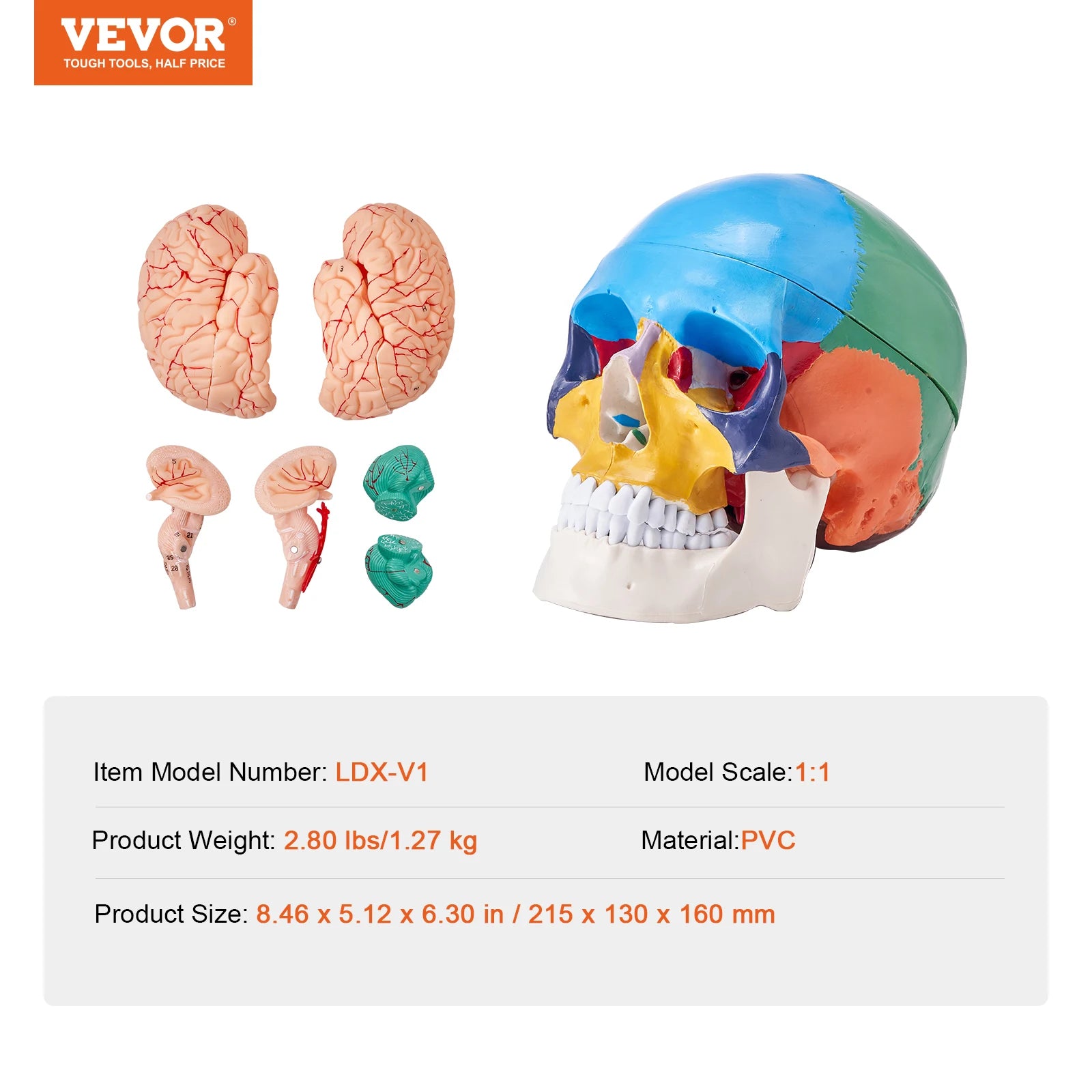 Human Skull Model PVC Detachable Life-Size Painted Anatomy Skull Model for Professional Teaching Researching and Learning