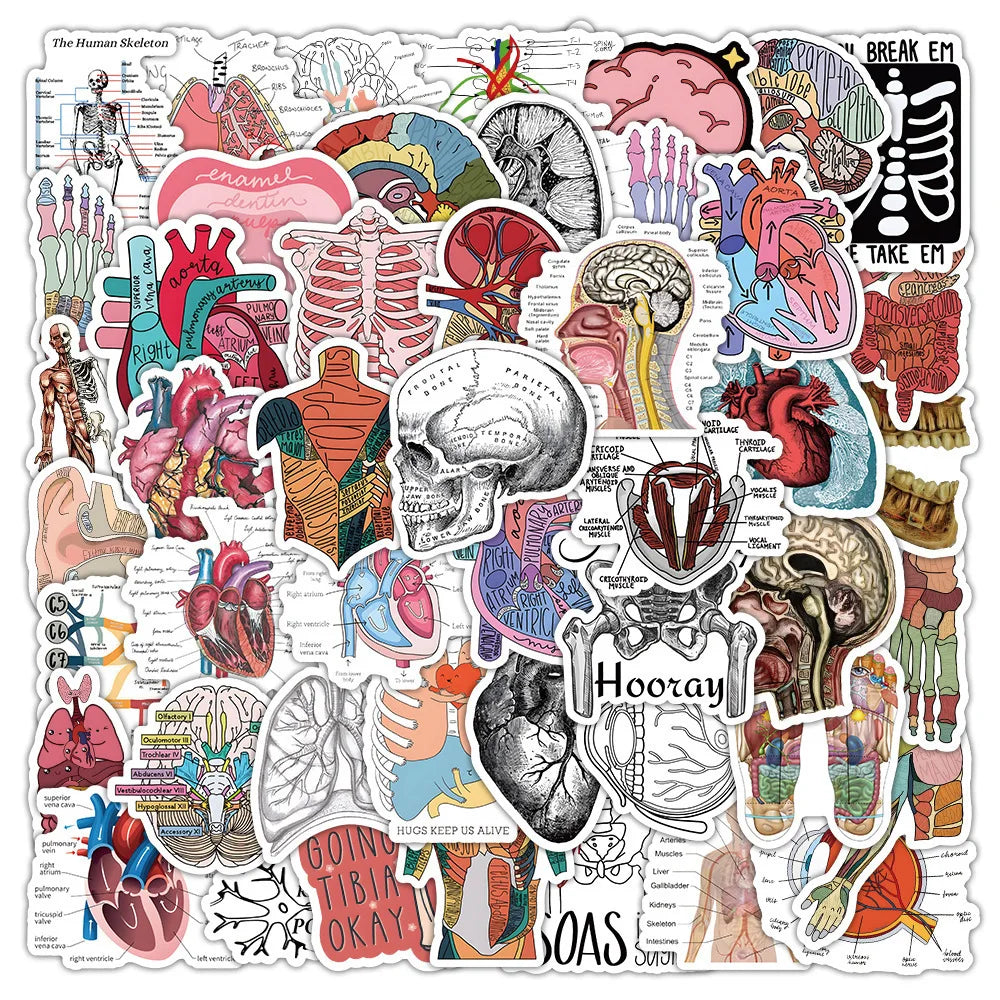100PCS Waterproof Anatomy Stickers, Human Body Organ Decals for Medical Students,