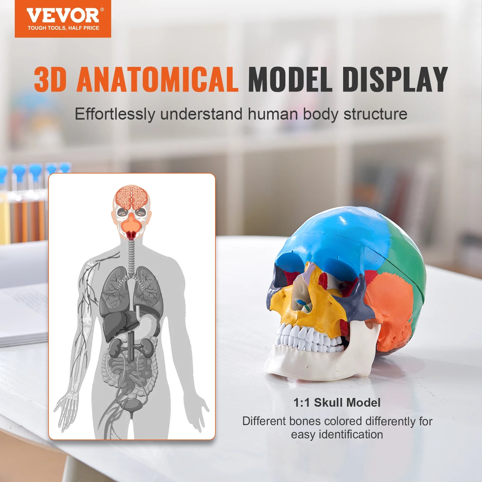 Human Skull Model PVC Detachable Life-Size Painted Anatomy Skull Model for Professional Teaching Researching and Learning