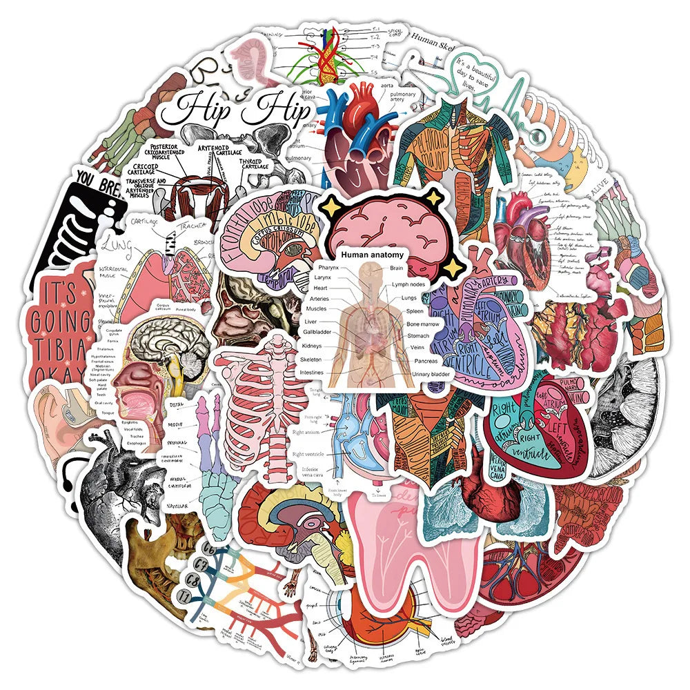 100PCS Waterproof Anatomy Stickers, Human Body Organ Decals for Medical Students,