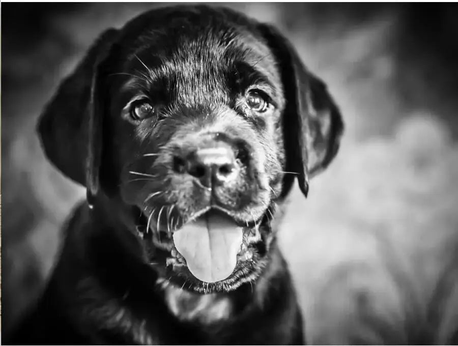 5D DIY Diamond Painting Labrador Picture Cross Stitch Needlework Embroidery Dog Full Diamond mosaic Rhinestone painting Decor