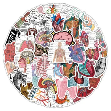 100PCS Waterproof Anatomy Stickers, Human Body Organ Decals for Medical Students,