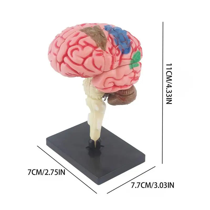 4D Human Anatomical Brain Model Anatomy Medical Teaching Tool