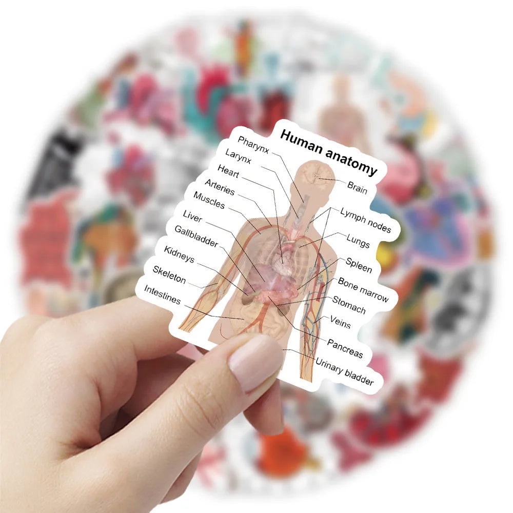 100PCS Waterproof Anatomy Stickers, Human Body Organ Decals for Medical Students,