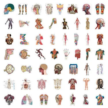 100PCS Waterproof Anatomy Stickers, Human Body Organ Decals for Medical Students,