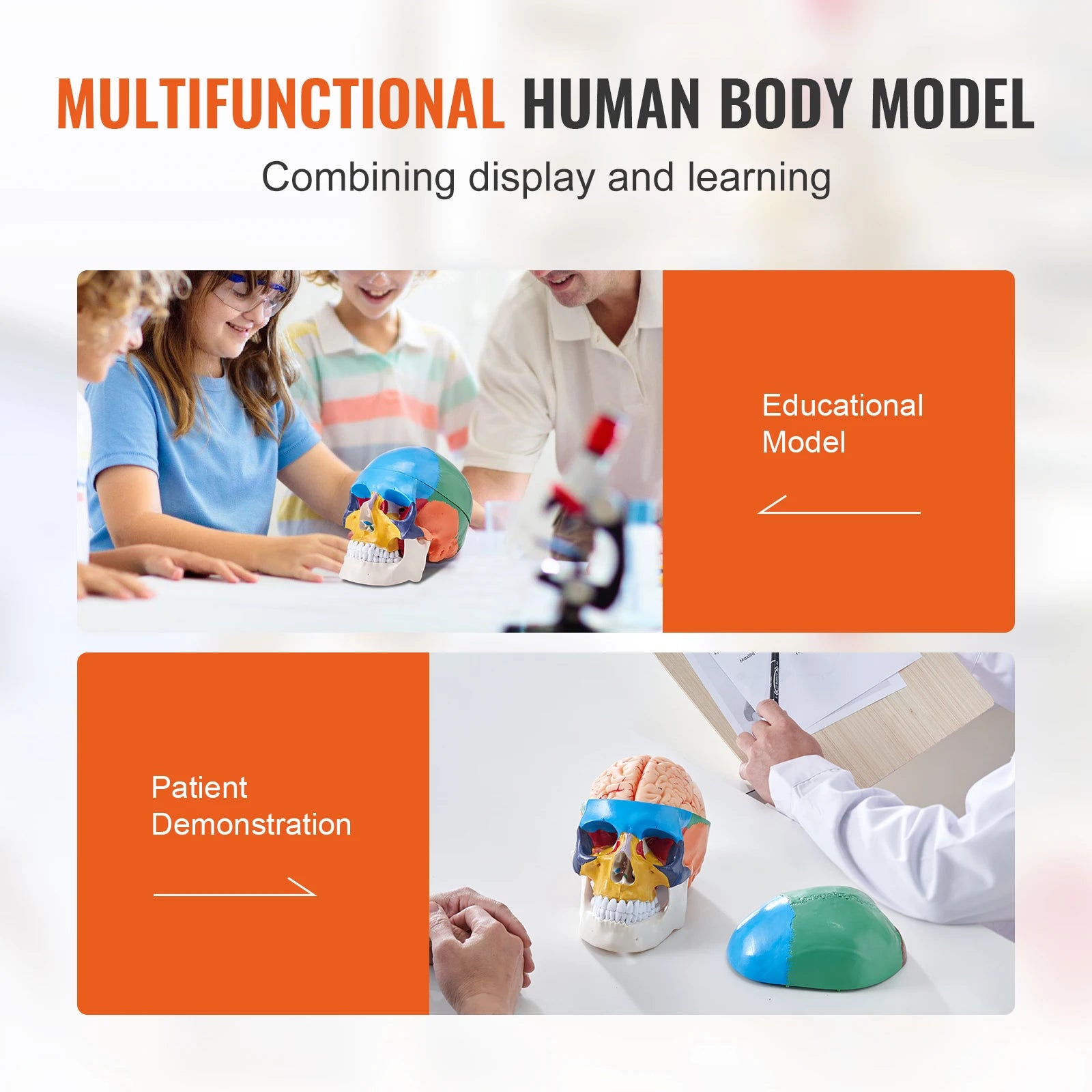 Human Skull Model PVC Detachable Life-Size Painted Anatomy Skull Model for Professional Teaching Researching and Learning