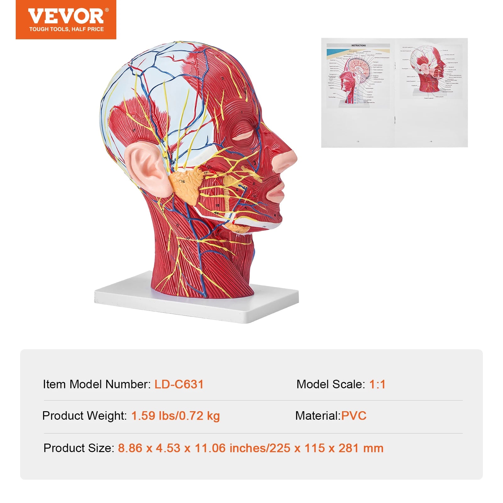 Human Skull Model PVC Detachable Life-Size Painted Anatomy Skull Model for Professional Teaching Researching and Learning