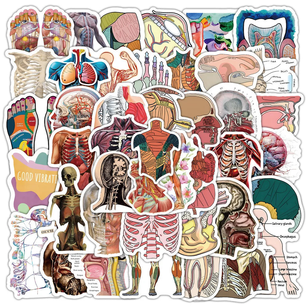 100PCS Waterproof Anatomy Stickers, Human Body Organ Decals for Medical Students,