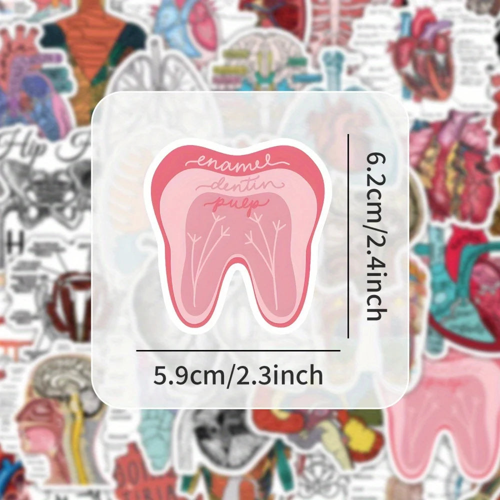 100PCS Waterproof Anatomy Stickers, Human Body Organ Decals for Medical Students,