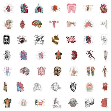 100PCS Waterproof Anatomy Stickers, Human Body Organ Decals for Medical Students,