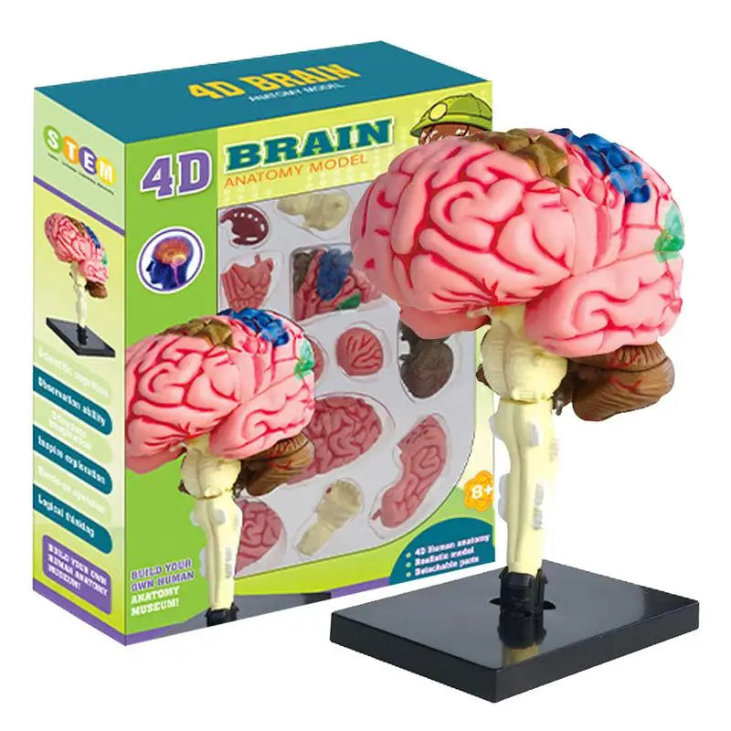 4D Human Anatomical Brain Model Anatomy Medical Teaching Tool