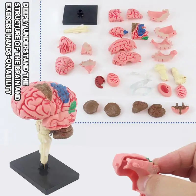 4D Human Anatomical Brain Model Anatomy Medical Teaching Tool