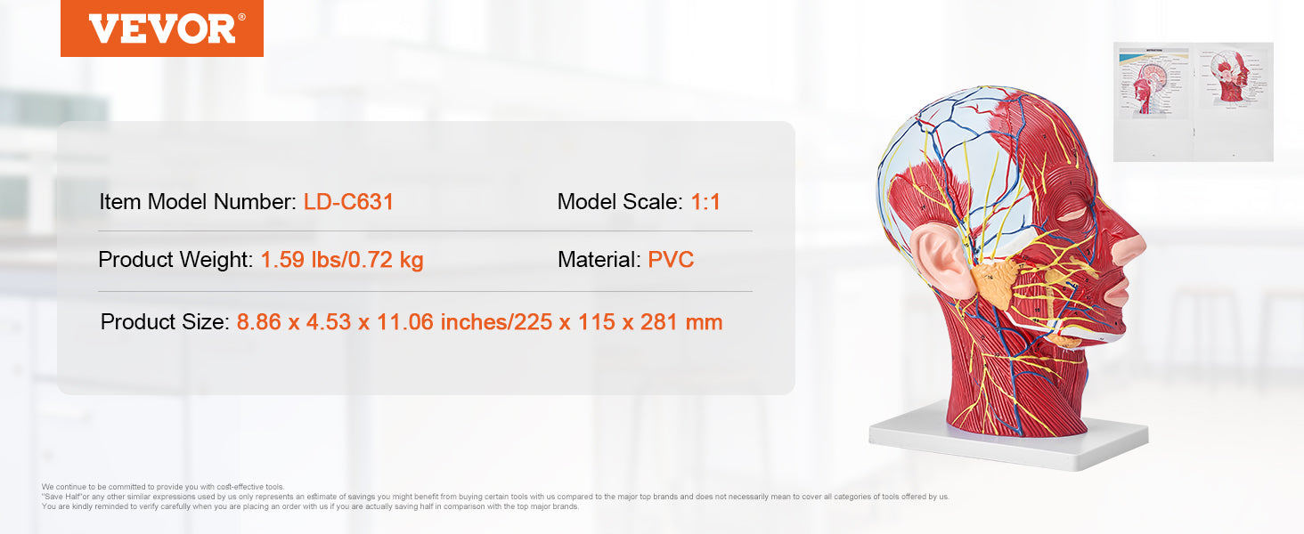 Human Skull Model PVC Detachable Life-Size Painted Anatomy Skull Model for Professional Teaching Researching and Learning