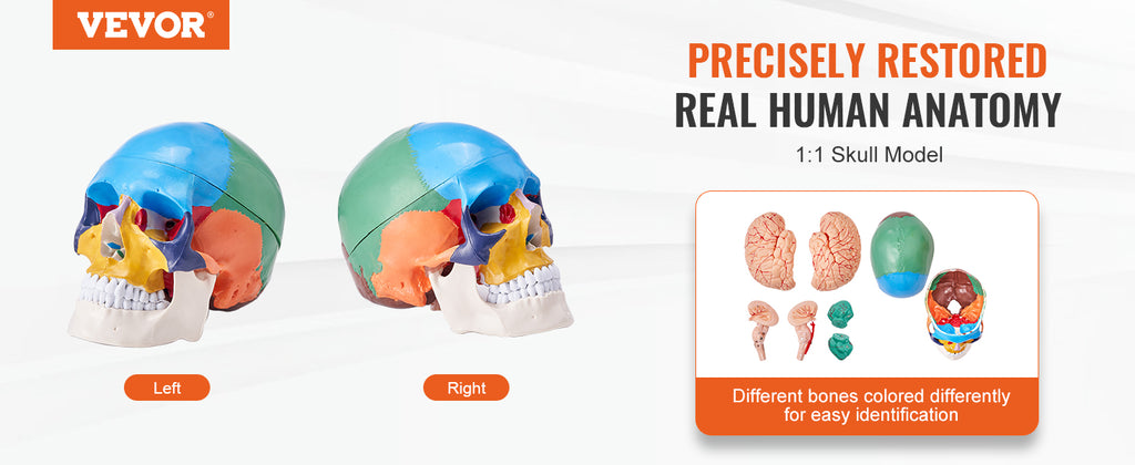 Human Skull Model PVC Detachable Life-Size Painted Anatomy Skull Model for Professional Teaching Researching and Learning