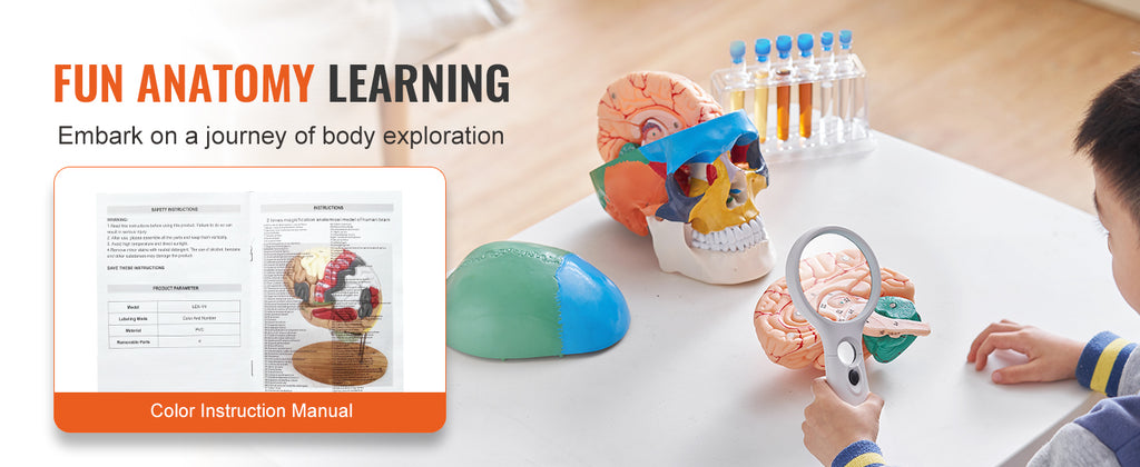 Human Skull Model PVC Detachable Life-Size Painted Anatomy Skull Model for Professional Teaching Researching and Learning
