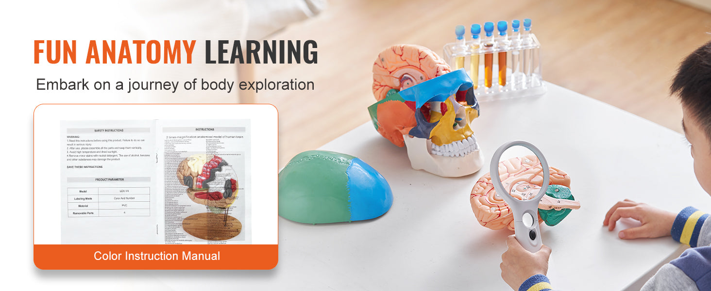 Human Skull Model PVC Detachable Life-Size Painted Anatomy Skull Model for Professional Teaching Researching and Learning