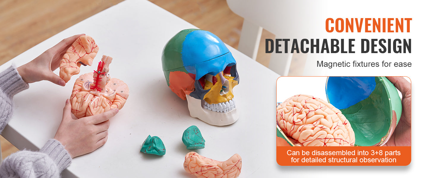 Human Skull Model PVC Detachable Life-Size Painted Anatomy Skull Model for Professional Teaching Researching and Learning
