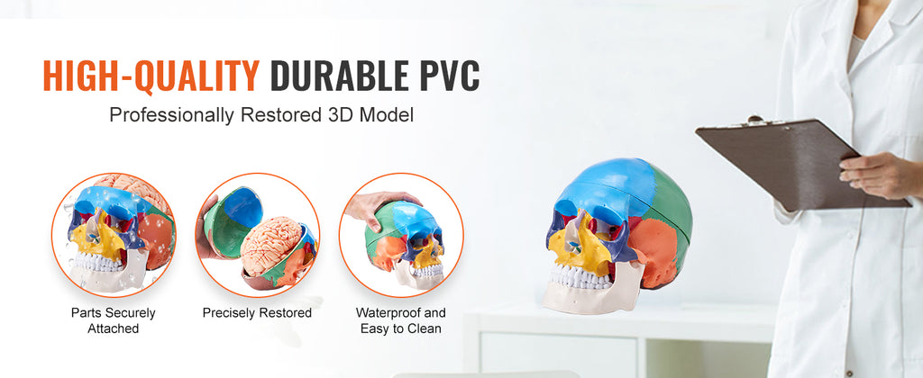 Human Skull Model PVC Detachable Life-Size Painted Anatomy Skull Model for Professional Teaching Researching and Learning