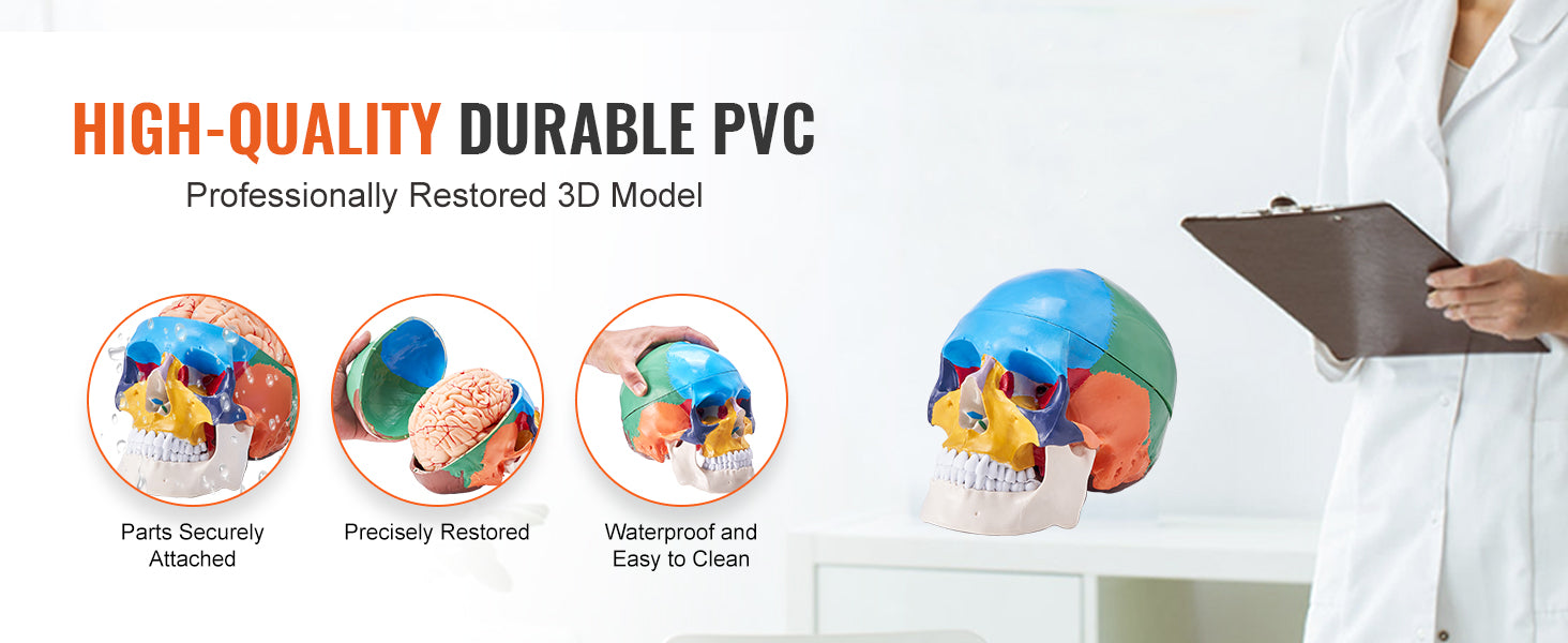 Human Skull Model PVC Detachable Life-Size Painted Anatomy Skull Model for Professional Teaching Researching and Learning